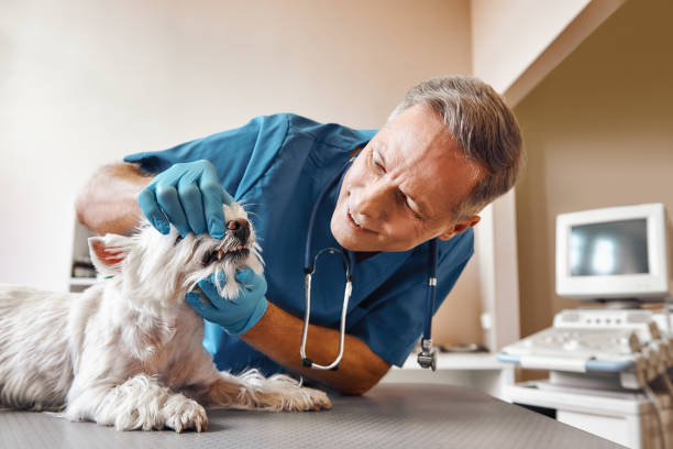 Best Emergency Dental Care for Trauma or Injury in Woonsocket, RI